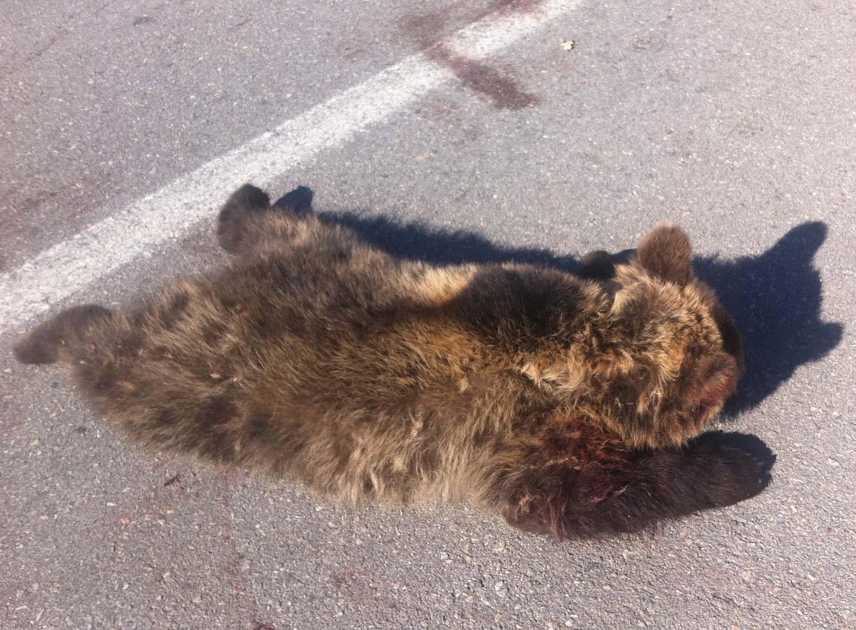 Φλώρινα: Άλλο ένα νεκρό αρκουδάκι