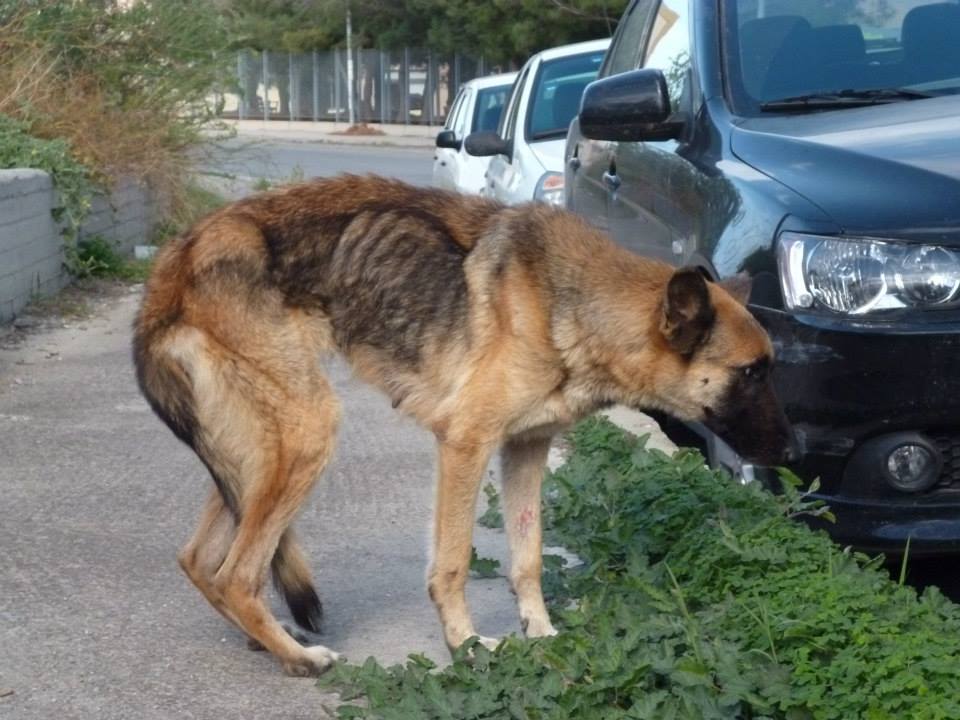 Σκελετωμένος σκύλος στο Ηράκλειο της Κρήτης