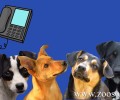 Τηλεφωνικός αριθμός για τη φροντίδα αδέσποτων σκυλιών από το Δήμο Λέσβου