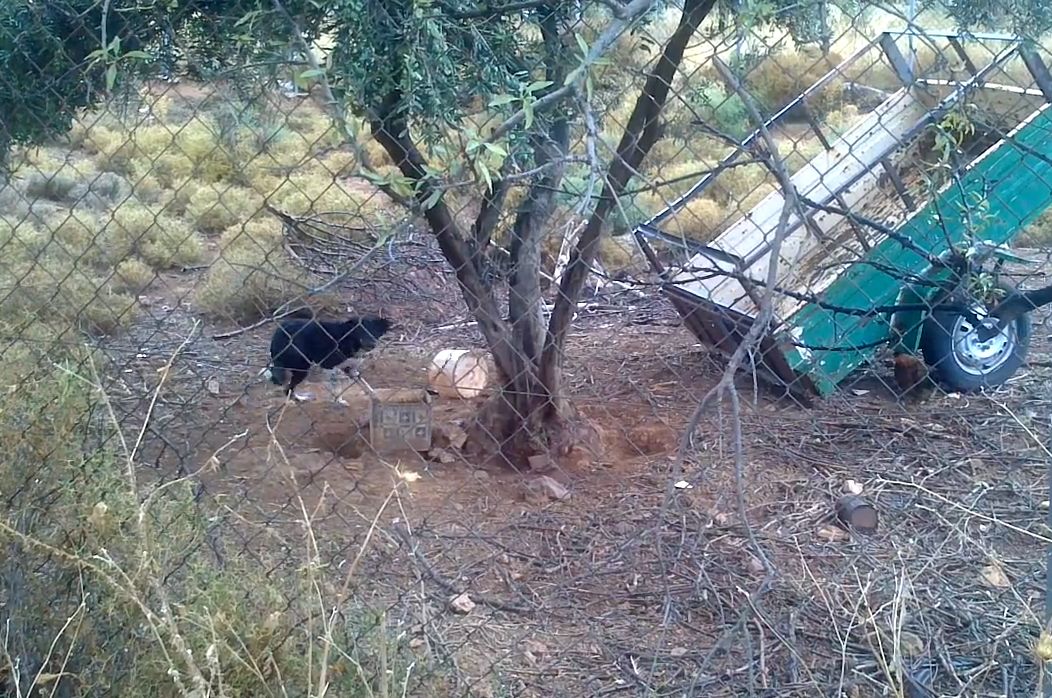 Παιανία: Έσωσαν τον σκύλο που ήταν αλυσοδεμένος χωρίς τροφή και νερό (βίντεο)