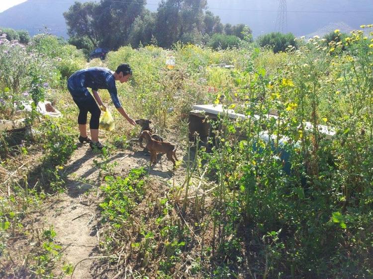 Η τουρίστρια κατήγγειλε την κακοποίηση 16 σκύλων στην Αμμουδάρα Ηρακλείου Κρήτης