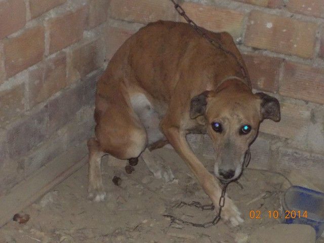 Σκυλιά αλυσοδεμένα στα χαλάσματα χωρίς τροφή και νερό στον Γαλατά Χανίων