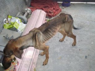 Ηράκλειο Κρήτης: Εντόπισαν το σκελετωμένο σκυλί που μεταφέρεται τώρα σε κτηνίατρο