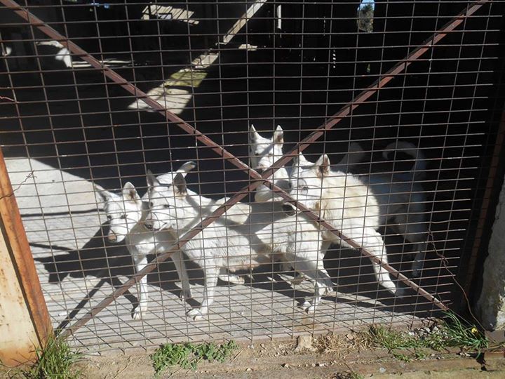 Εντόπισαν παράνομο εκτροφείο σκύλων στον Άγιο Στέφανο Αττικής (βίντεο)