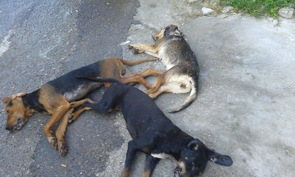 Δεκάδες ζώα νεκρά από φόλες στην Ρόδο