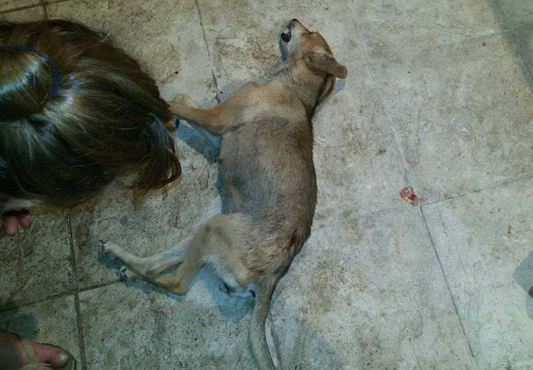 Ορεστιάδα: Δολοφόνησε με αεροβόλο την σκυλίτσα που μόλις είχε στειρωθεί και επανενταχθεί